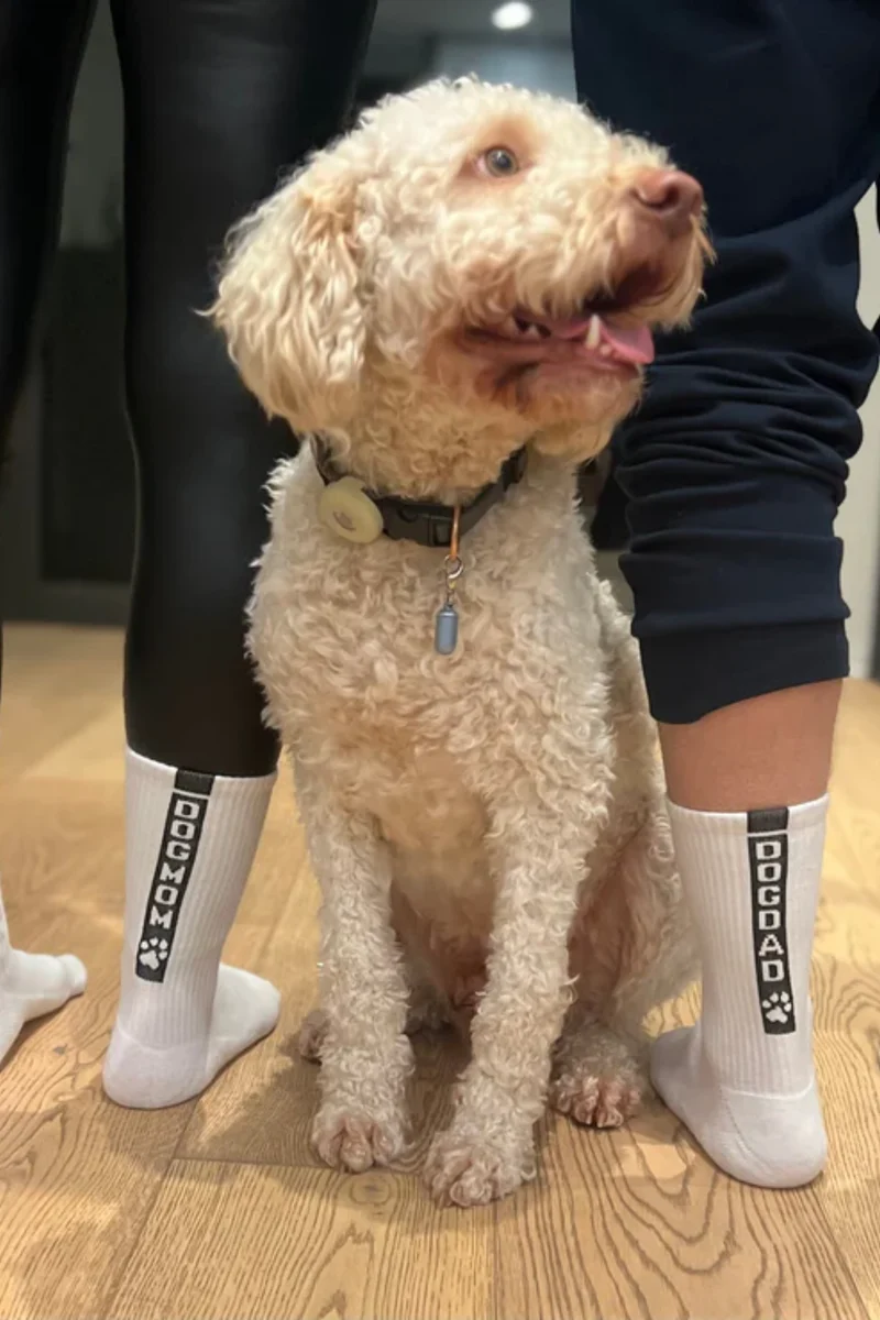 DOGDAD - Socken - My Day My Dream